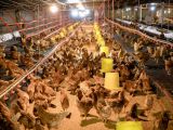 Thông cáo báo chí trại gà Cage-free ở Việt Nam